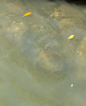 cropped_image-11