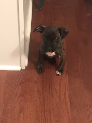 aaliyahh  Inthavongas - Gallery Image 3