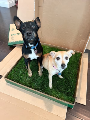 Brittany Bonilla - Project Casting Gallery Image 1 Brittany Bonilla - Gallery Image 1