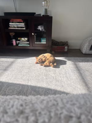 Angelina DiTommaso - Gallery Image 9