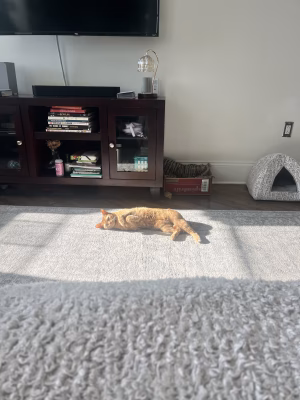 Angelina DiTommaso - Gallery Image 8