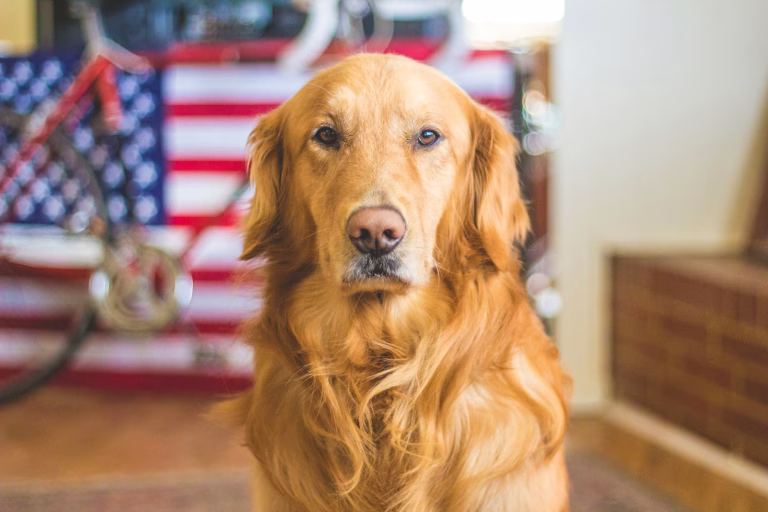 How to Get Cast in “Air Bud Returns”