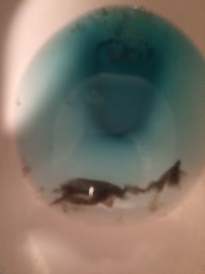 Sonia Greenhagen - Gallery Image 13