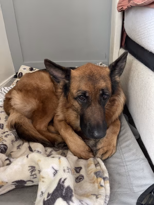 Terry Xu - Project Casting Gallery Image 4 Terry Xu - Gallery Image 4