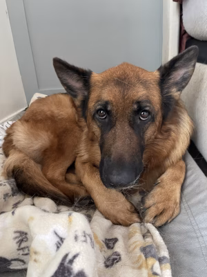 Terry Xu - Project Casting Gallery Image 3 Terry Xu - Gallery Image 3