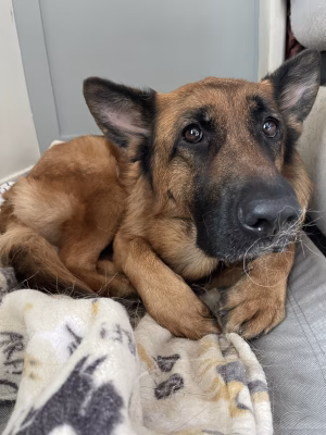 Terry Xu - Project Casting Gallery Image 2 Terry Xu - Gallery Image 2