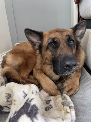 Terry Xu - Project Casting Gallery Image 1 Terry Xu - Gallery Image 1