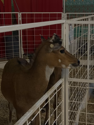 Jaden Johnson - Project Casting Gallery Image 6 Jaden Johnson - Gallery Image 6