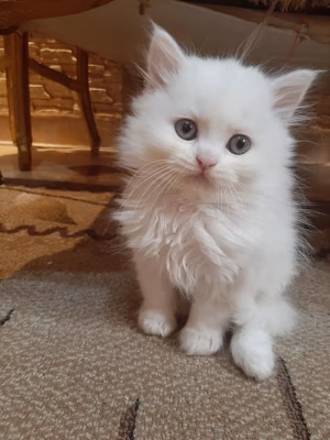 hamdi belel - Gallery Image 11