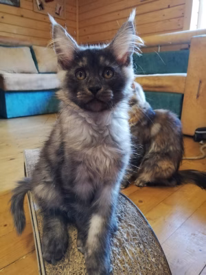 Maryna Tkachenko - Project Casting Gallery Image 3 Maryna Tkachenko - Gallery Image 3