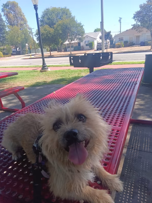 Robert Acevedo - Project Casting Gallery Image 1 Robert Acevedo - Gallery Image 1