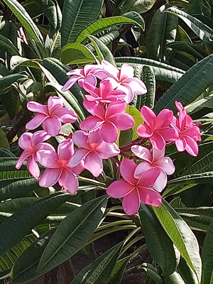 Robert Acevedo - Project Casting Gallery Image 2 Robert Acevedo - Gallery Image 2