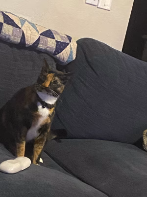 Peter Pagano - Project Casting Gallery Image 1 Peter Pagano - Gallery Image 1