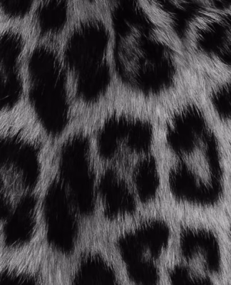 cropped_image-4306