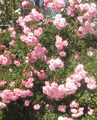 cropped_image-1332