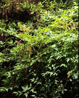 cropped_image-2367