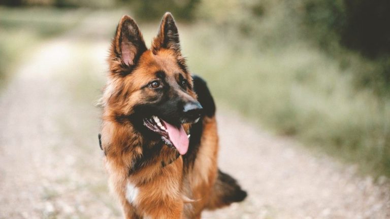 Commercial Dog Casting Call for German Shepherds