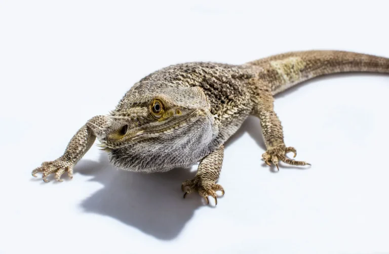 $850/Day Commercial Casting Call for Bearded Dragons