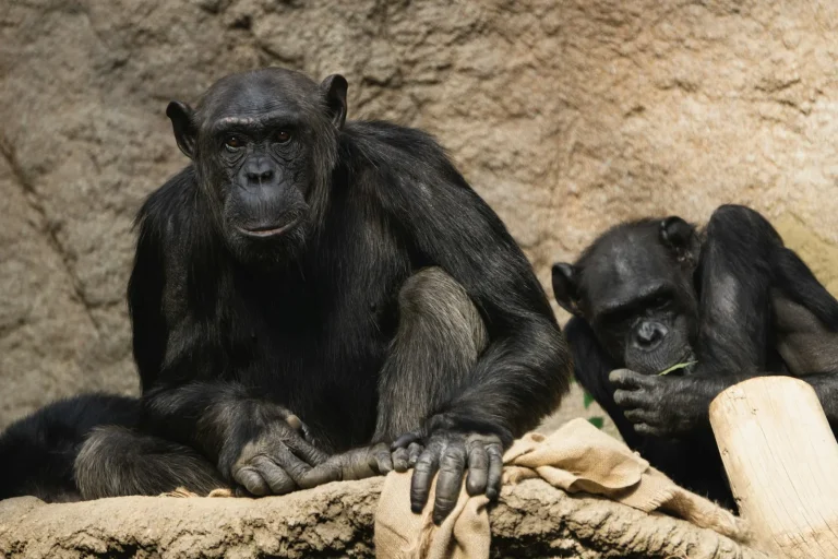 Stream the Epic Saga ‘Kingdom of the Planet of the Apes’ on Hulu