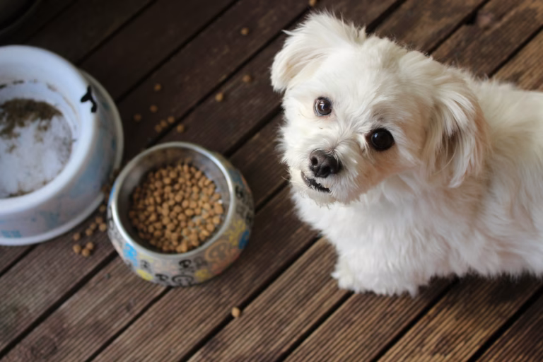 $1,500 UGC Pet Food Project Casting Call: How to Land Your Role