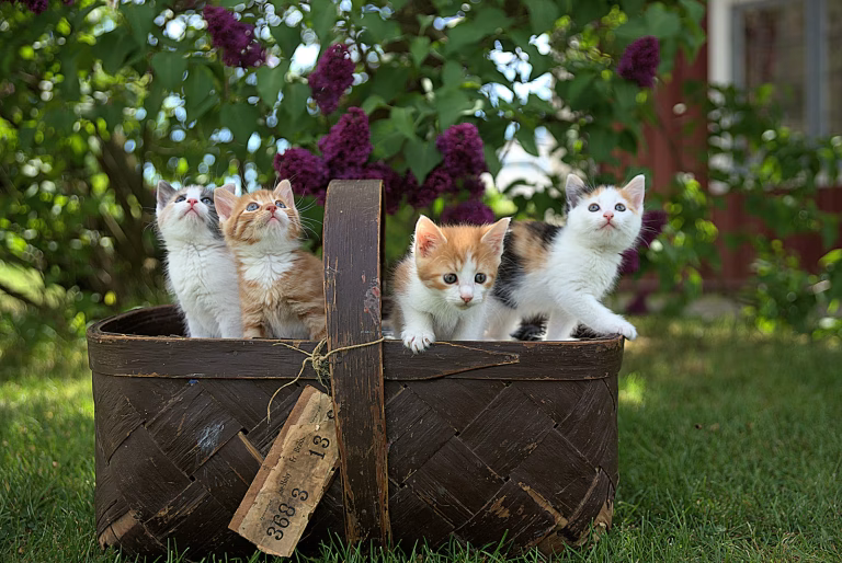 Casting Now: $350/Day Feature Film Role for Therapy Cat in Chicago